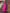 Sally Maxi Dress Cerise