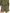 Harvest Shorts Olive Moss