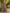Gianni Maxi Dress Berry Palm